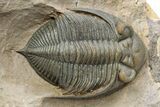 Gorgeous Zlichovaspis Trilobite - Orange Eyes #301715-4